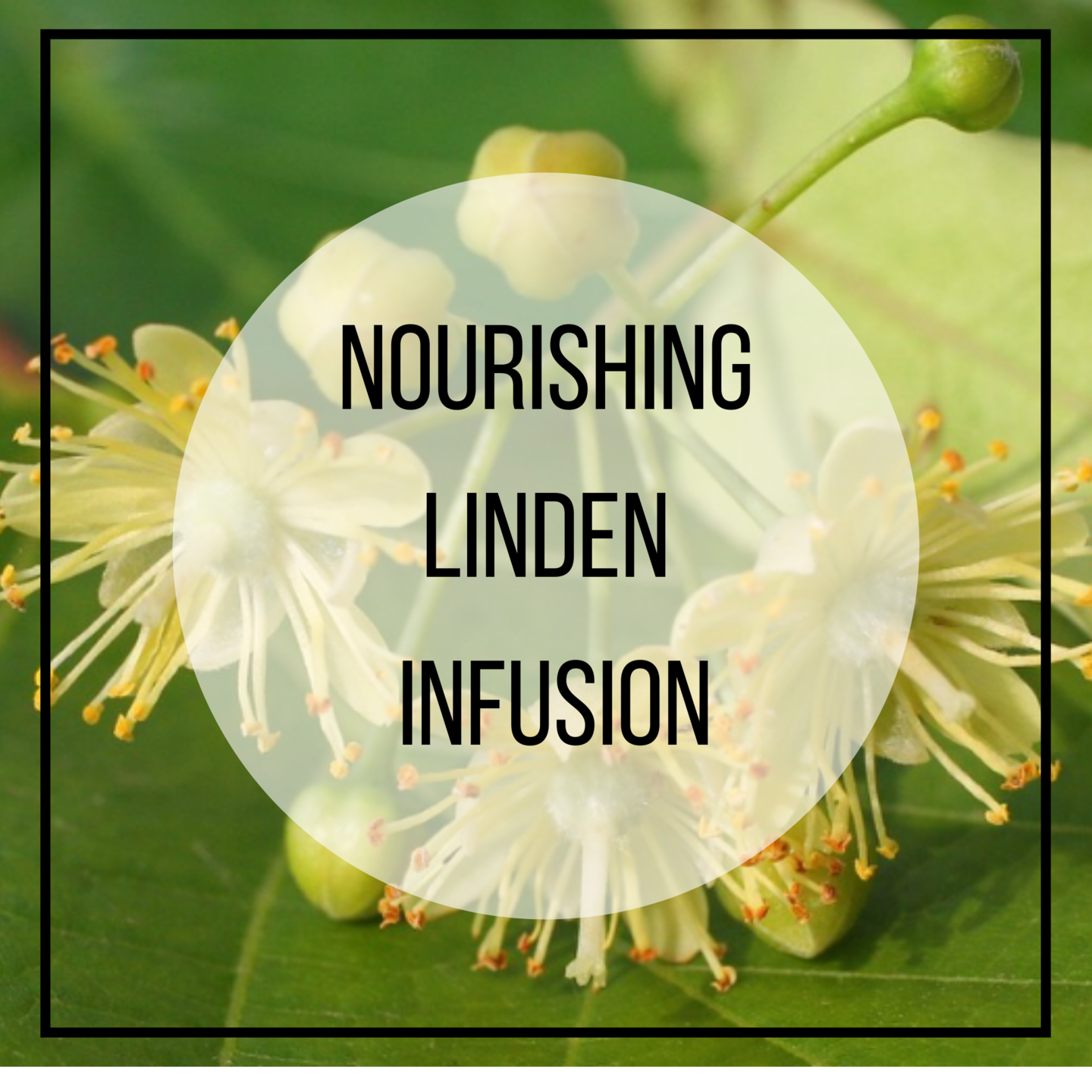 lime blossom herb for heart, anxiety