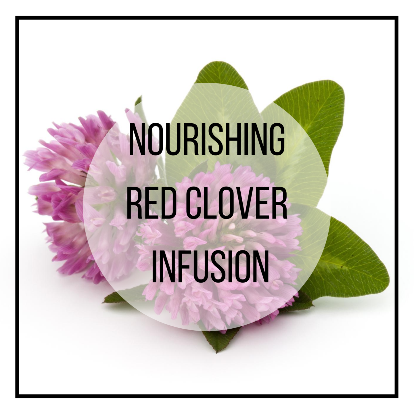 Red clover herbal tea, blood cleanser, woman herb