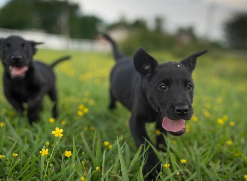 Gundog Health