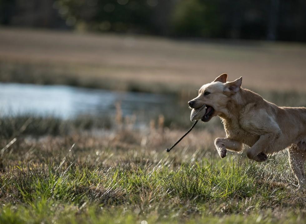 Basic Gundog Skills