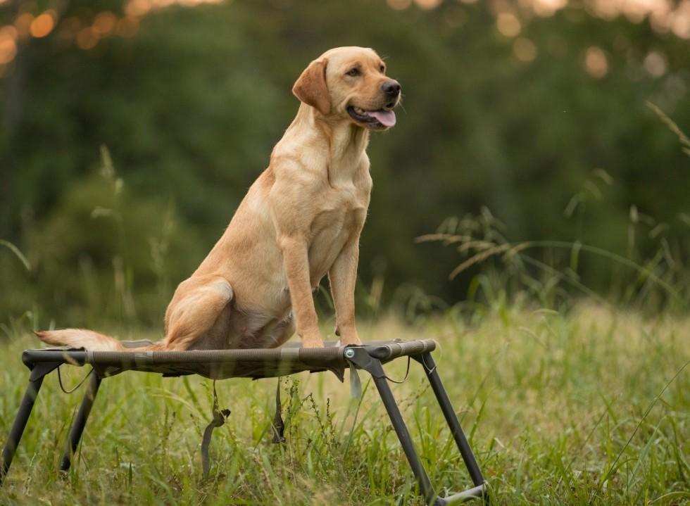 Advanced Obedience