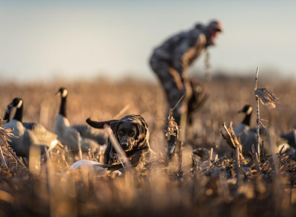 Preparing Your Gundog For Hunting Season