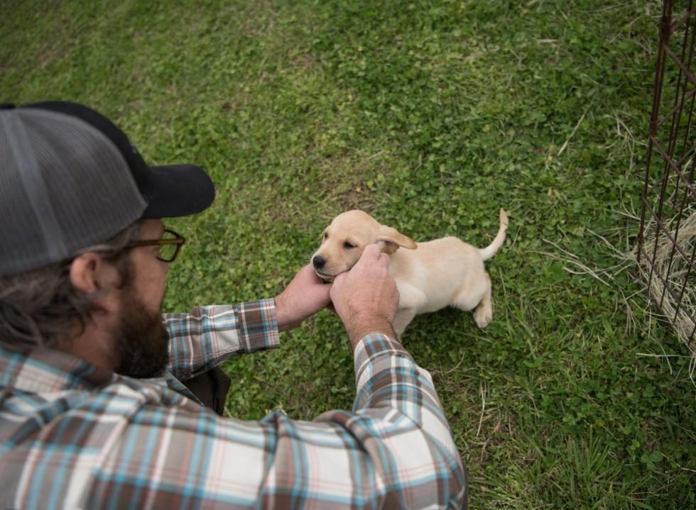 Gundog Puppy Training