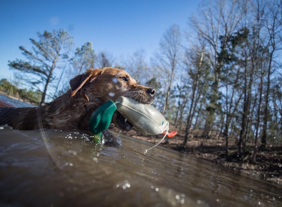 Intermediate Gundog Skills