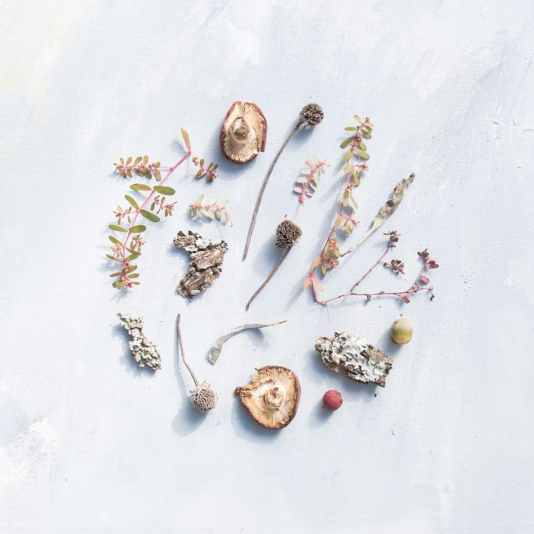 Dehydrated Mushrooms, Berries and Other Natural Items on Table - Mushroom Formulation for Cancer Support - Natural Cancer Care Therapy Mississauga - pureBalance Wellness Cancer Care
