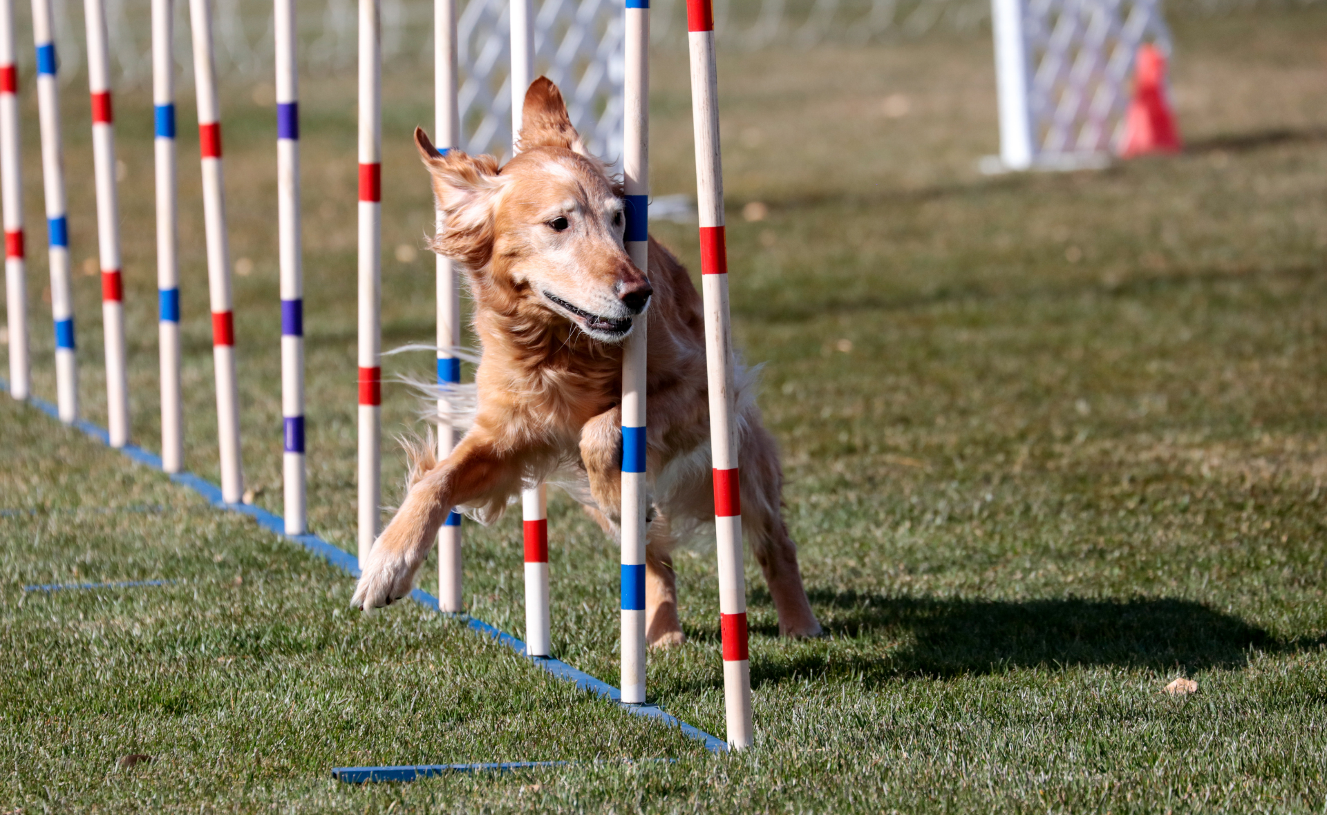 Weave Pole Mastery Course for Dog Agility
