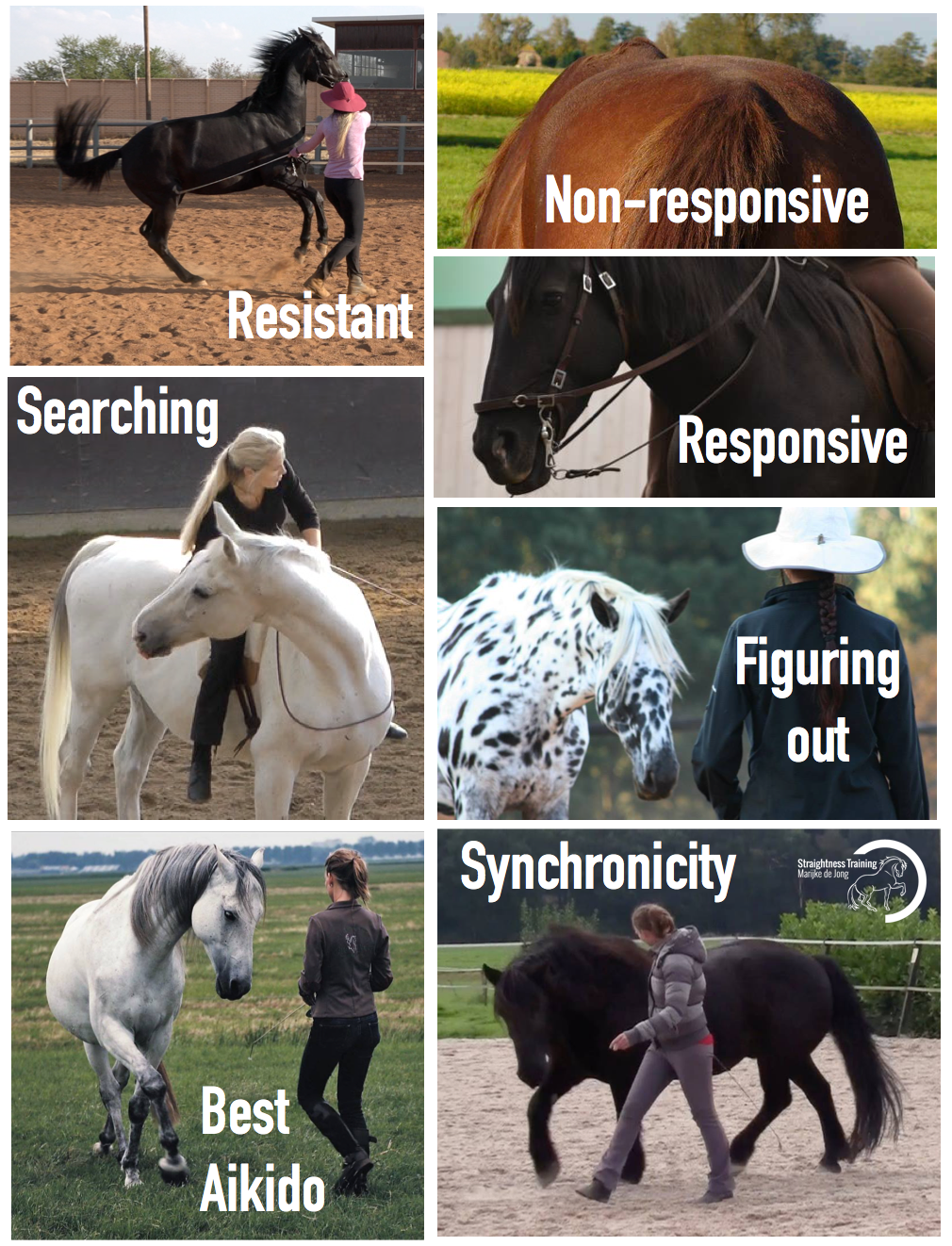 The 7 Mental States of the Horse Straightness Training