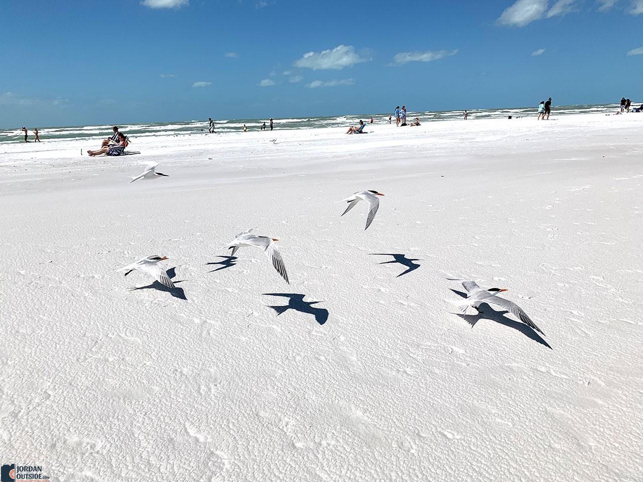 Birds on the beach