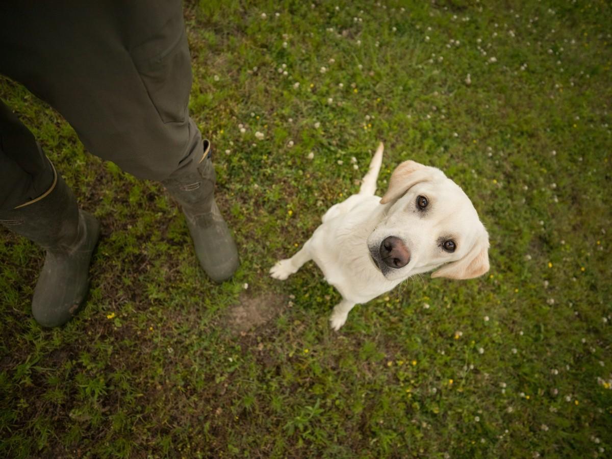 Basic Obedience