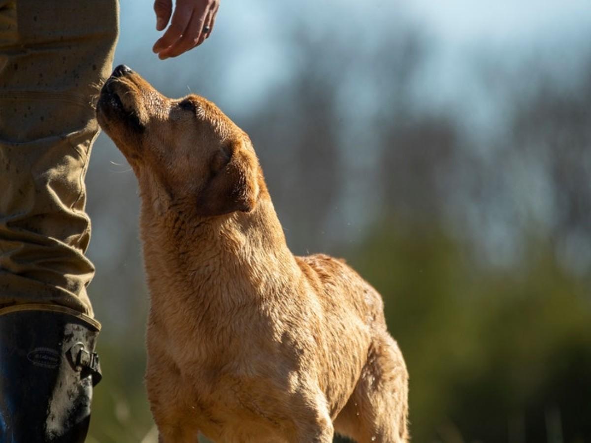 Retriever Training Onboarding