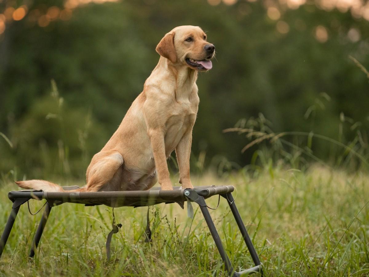 Advanced Obedience