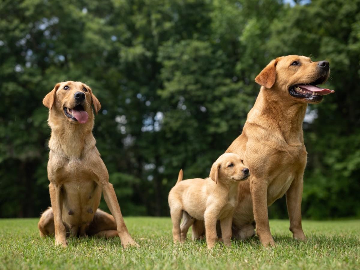 How Your Dog Learns