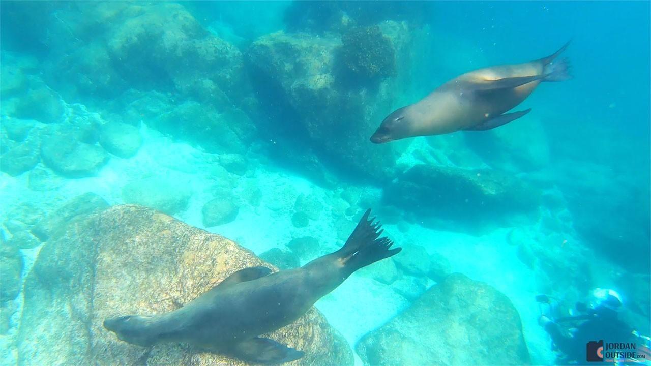 Sea Lions swimming past us