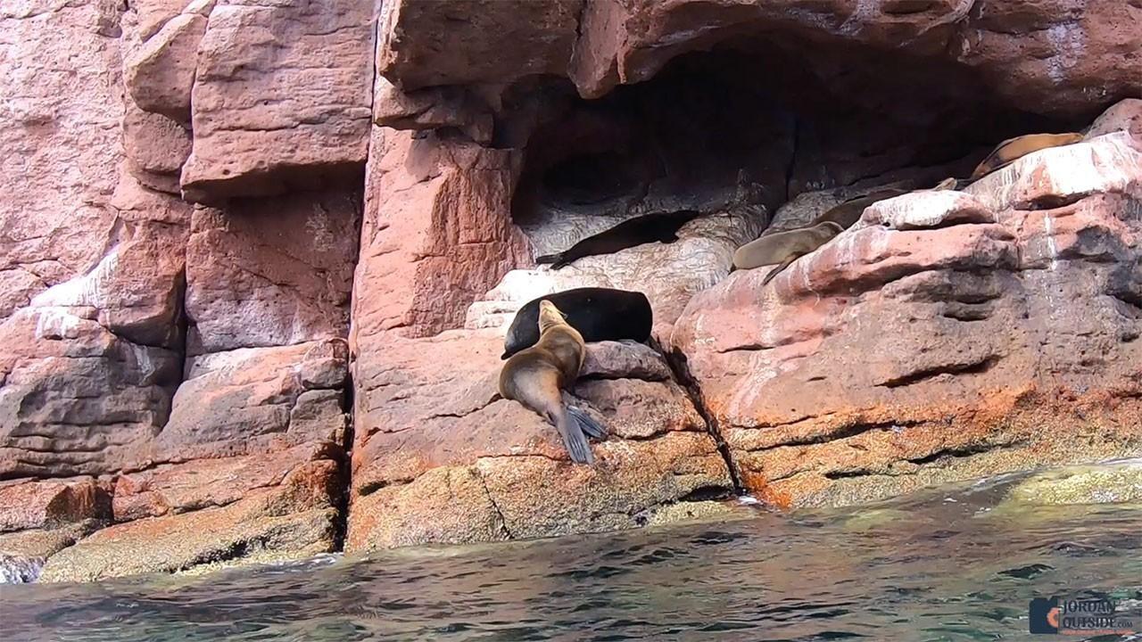 Sea Lions on rocks