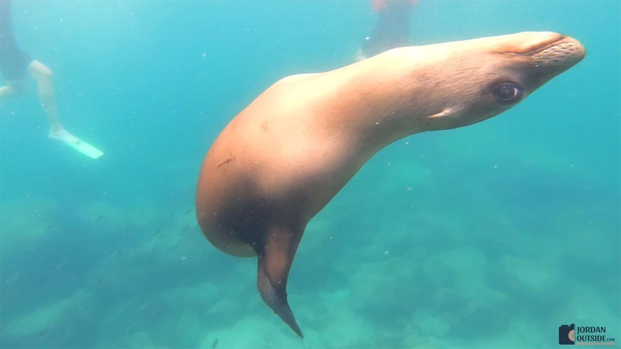 Sea Lion up close