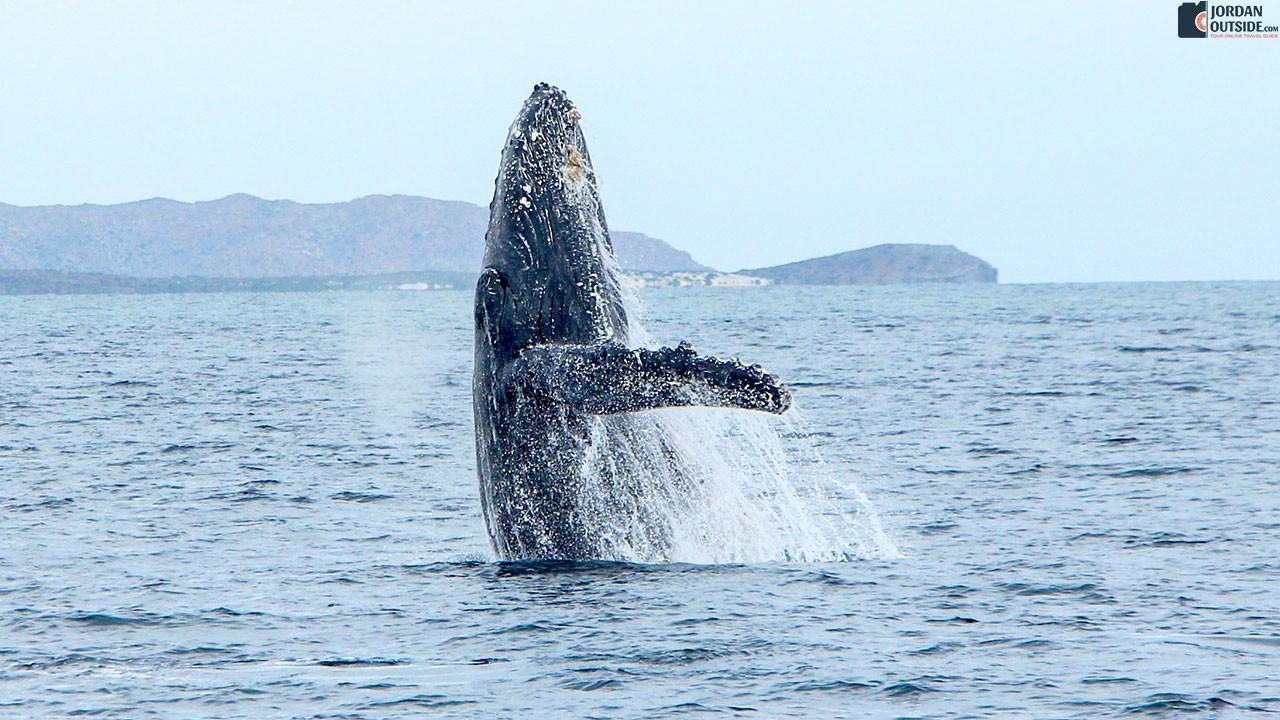 A Whale in the Sea of Cortez