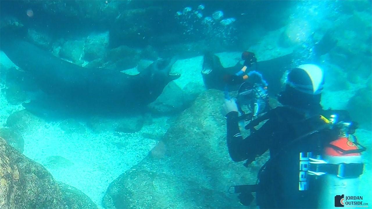 Scuba Divers with Sea Lions
