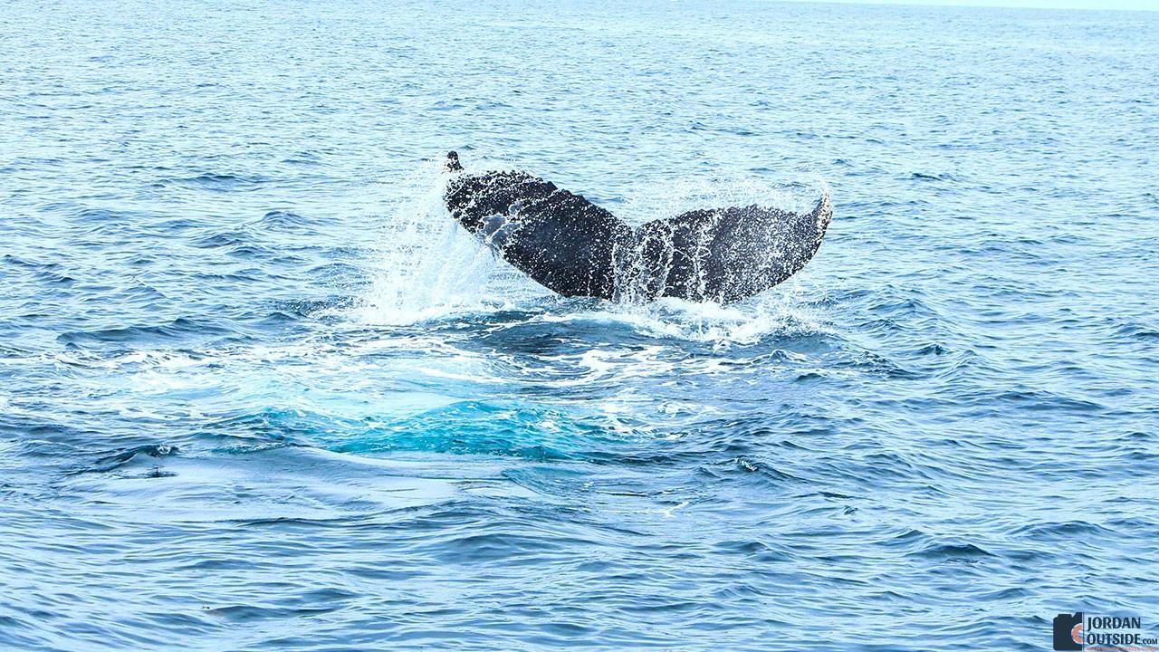 Whale fin in the Sea of Cortez