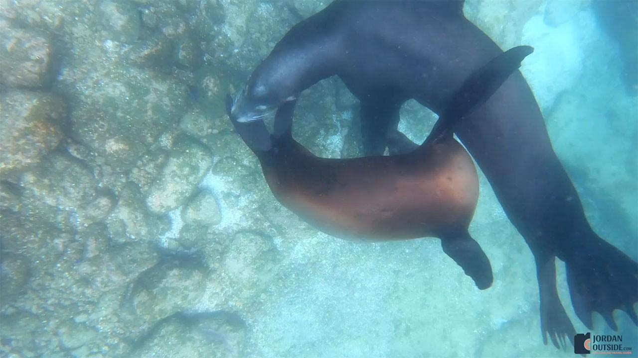 Sea Lions Circling