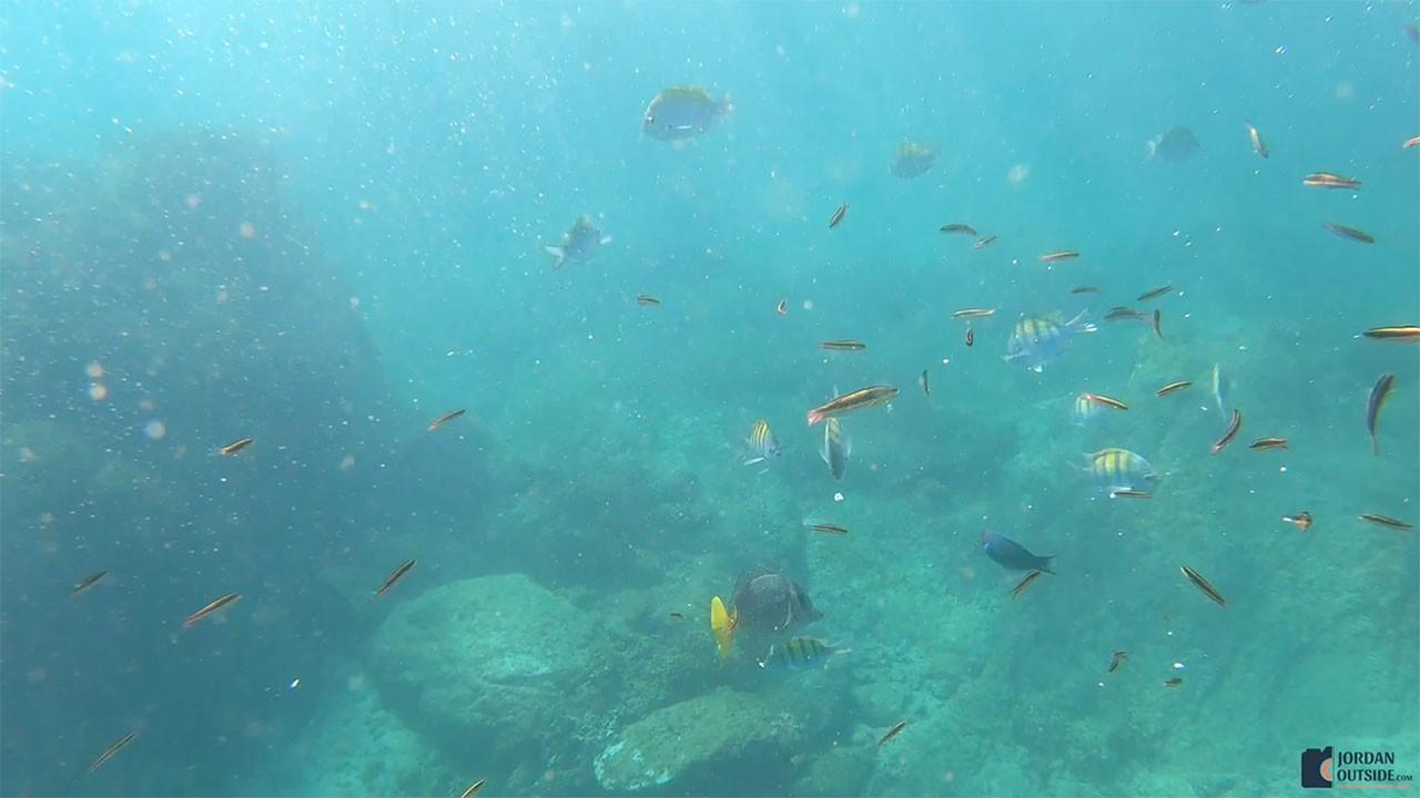 Coral Reef in Cabo San Lucas
