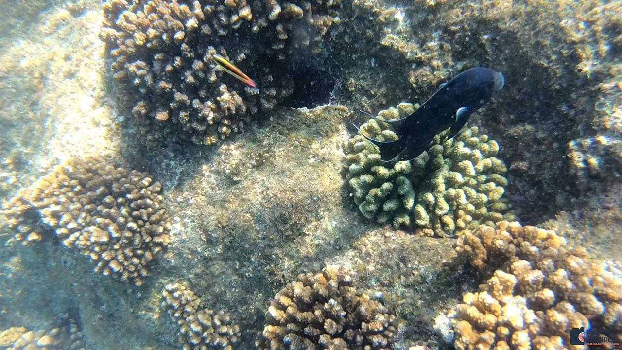 Coral Reef in Cabo San Lucas