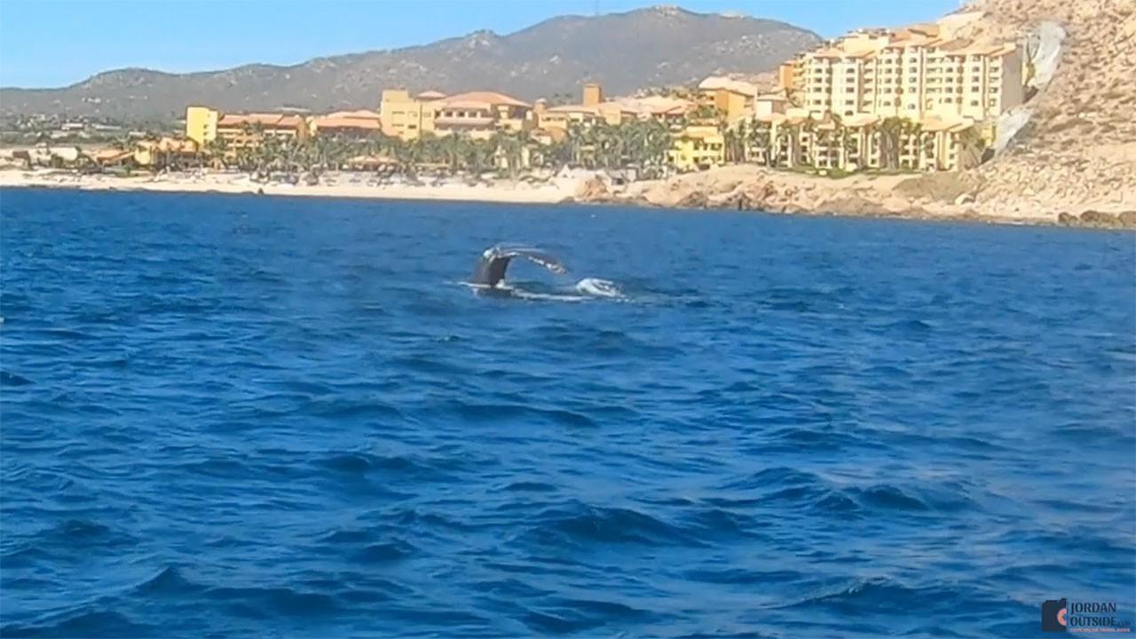 Whale Tale