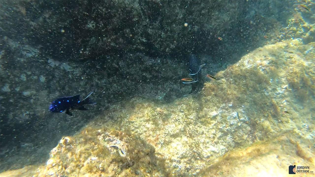 Coral Reef in Cabo San Lucas