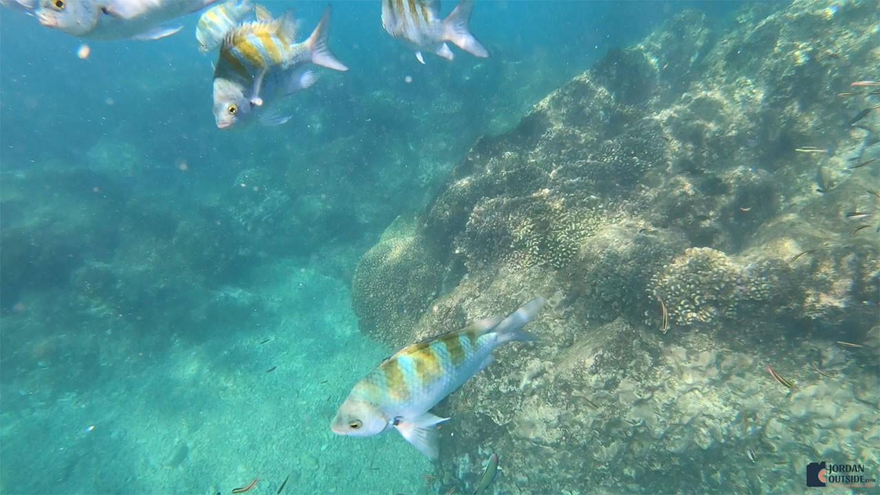 Coral Reef in Cabo San Lucas