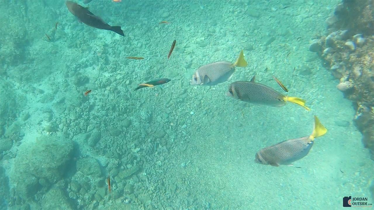 Coral Reef in Cabo San Lucas