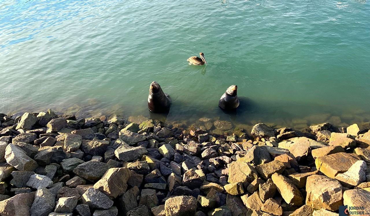 Sea Lions at Marina Fiesta Boardwalk
