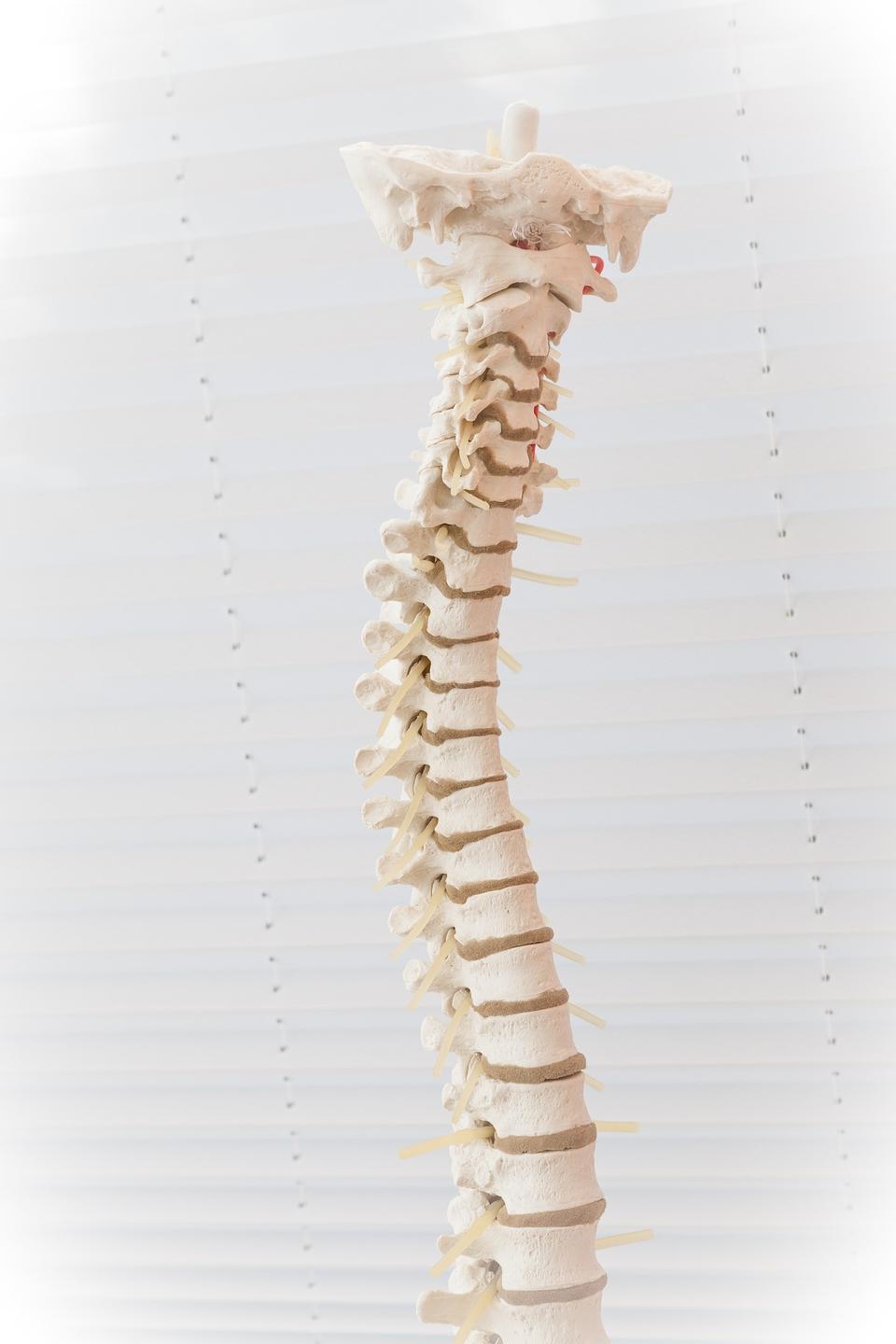 Our spines protects the body's superhighway to all of its complex systems.