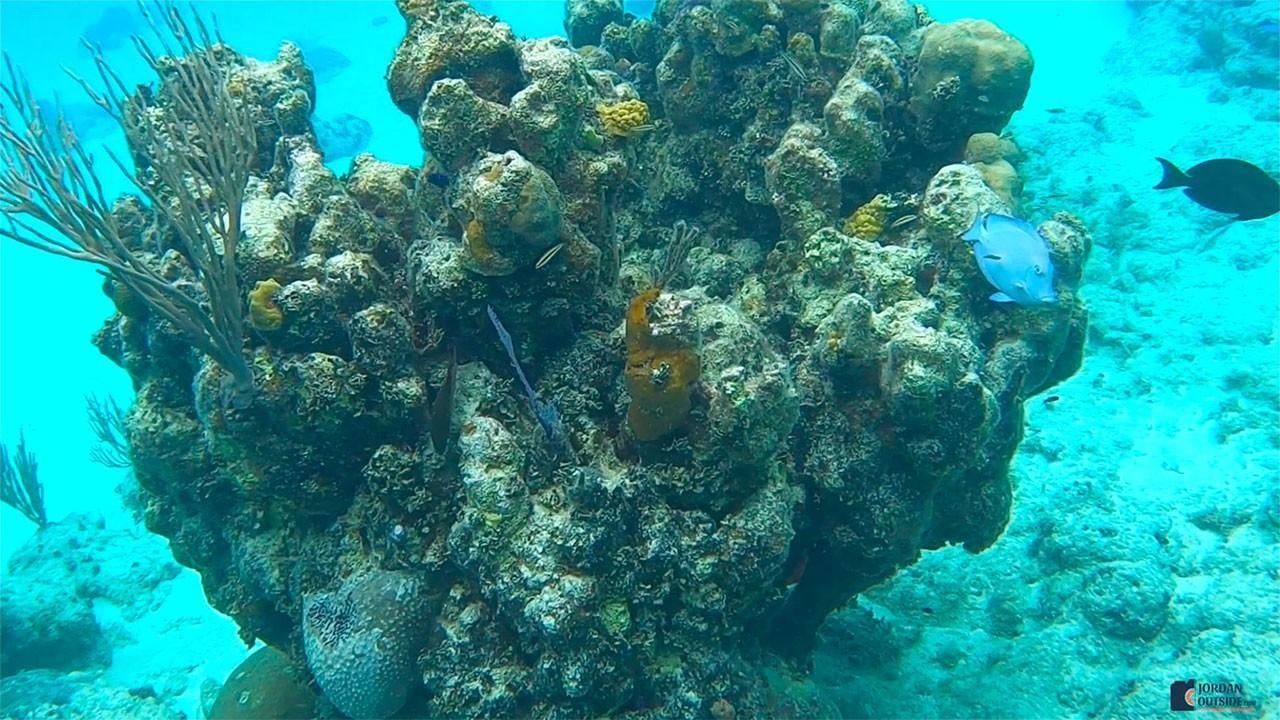 Coral Reef in the Bahamas