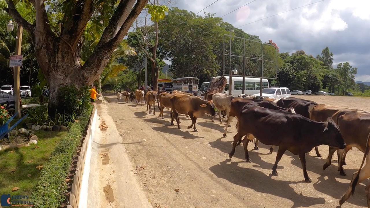 Cows crossing the road at Damajagua Waterfalls