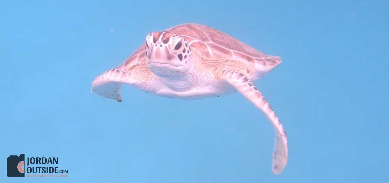 Turtle in Barbados