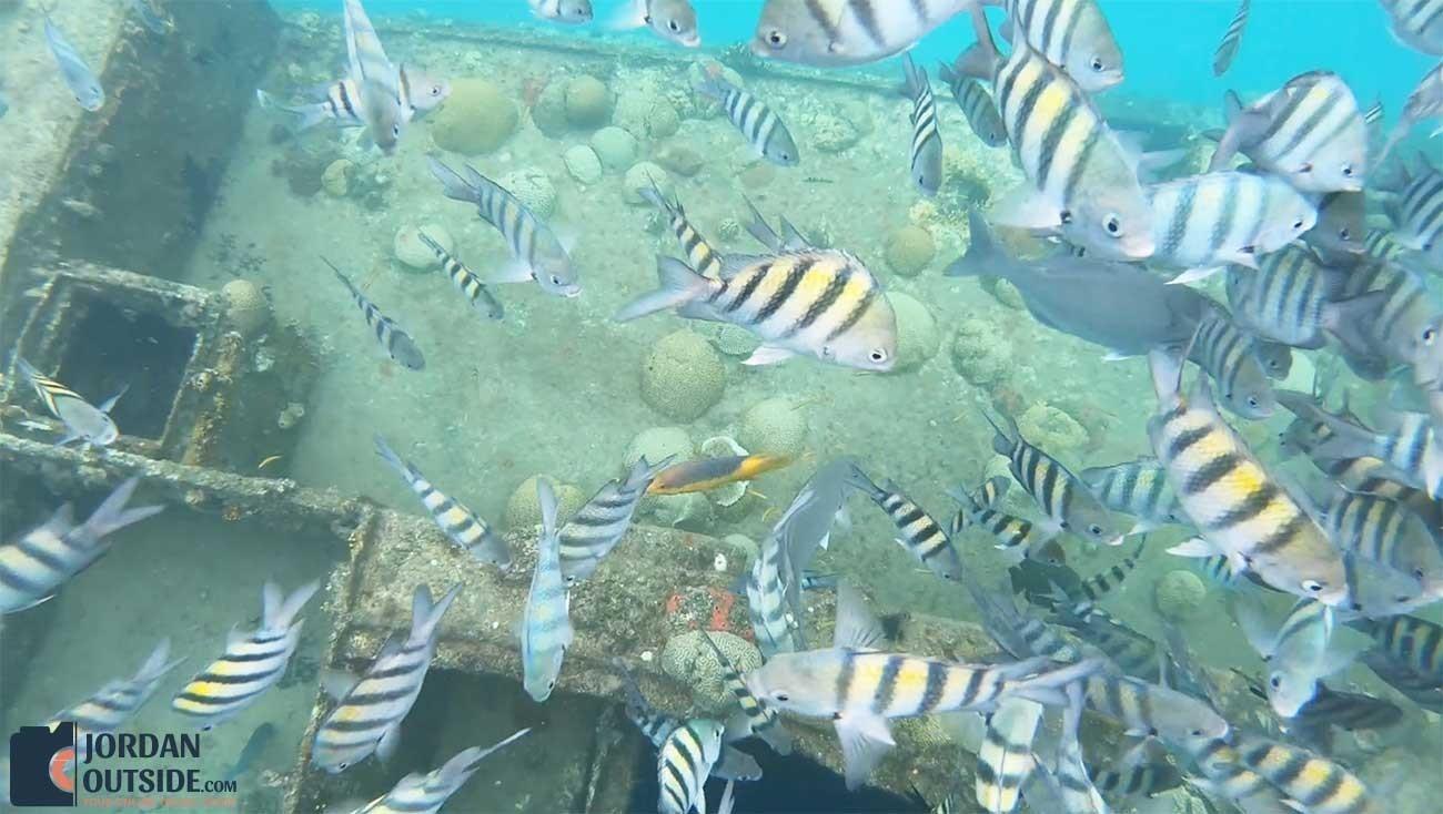 Snorkeling in Barbados