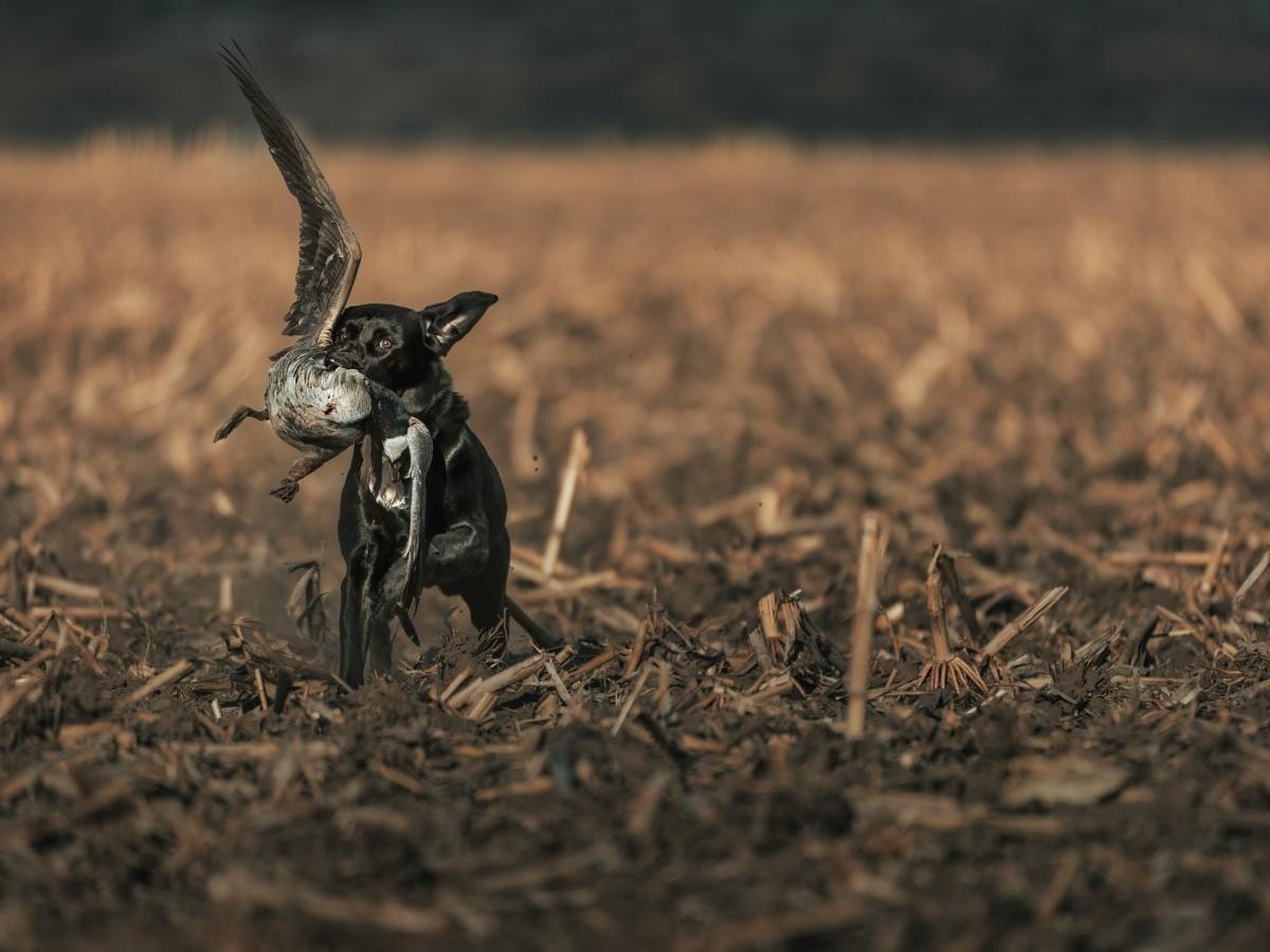 Advanced Gundog Skills