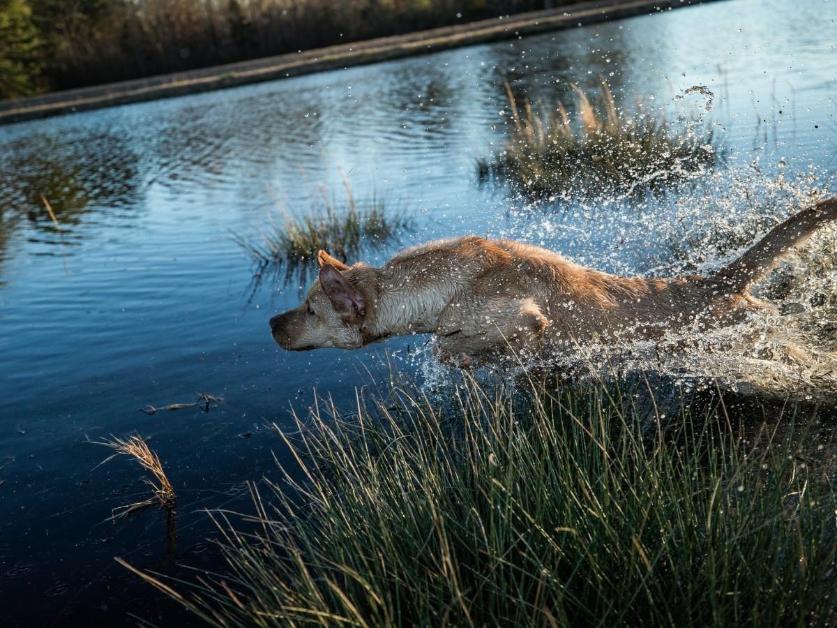 Intermediate Gundog Skills
