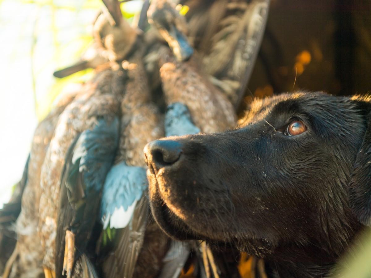 Retriever Training
