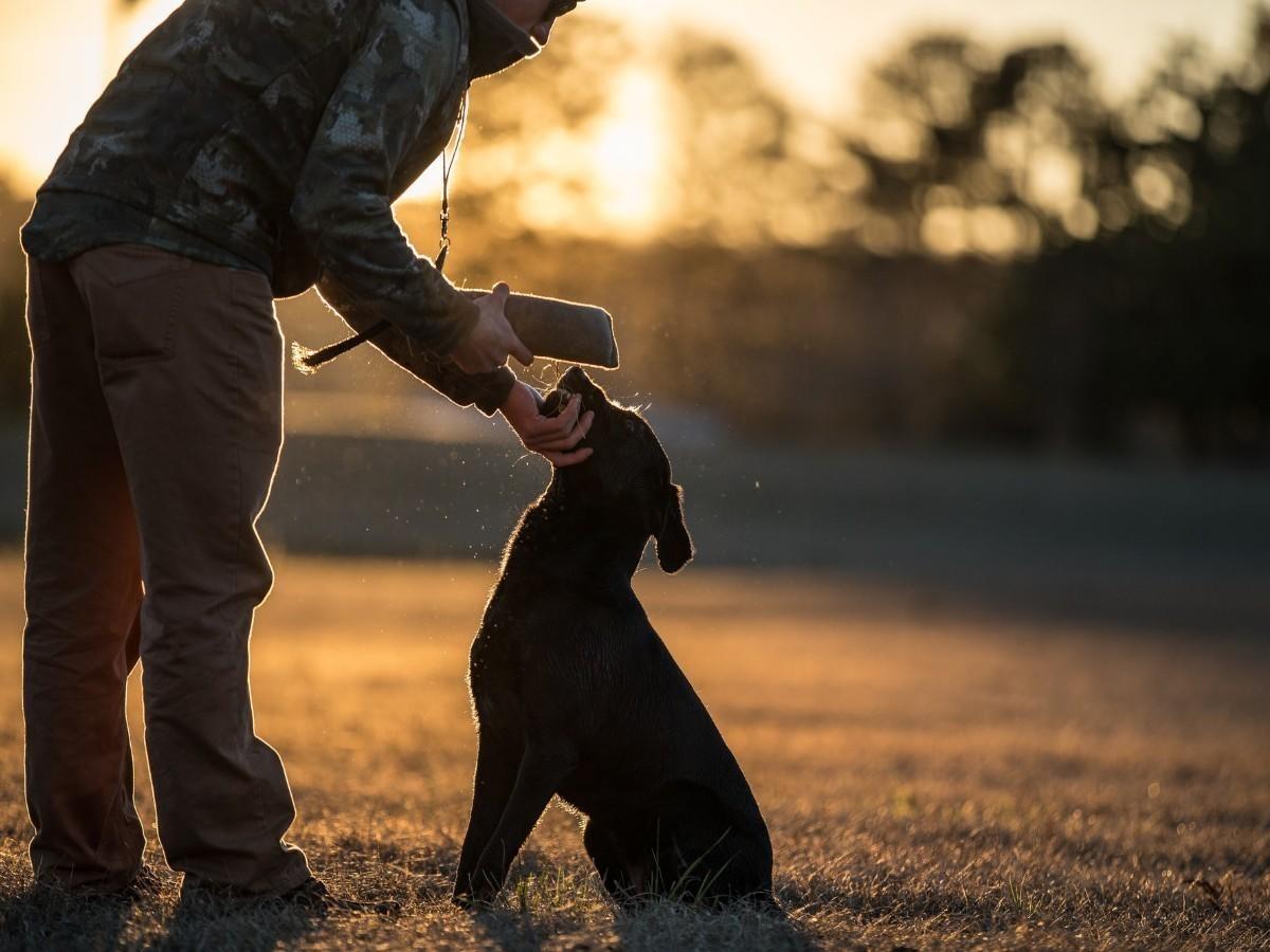 Gundog Training