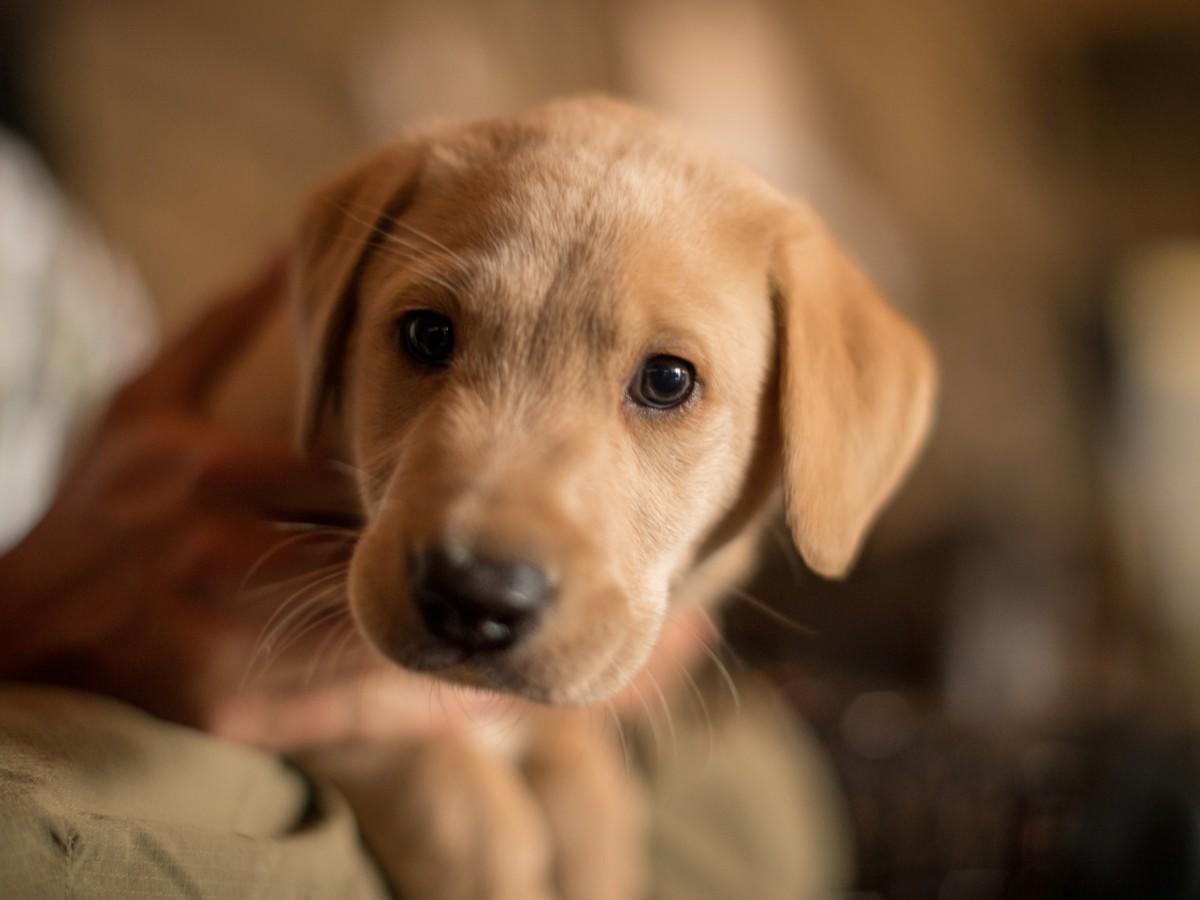 Gundog Foundation