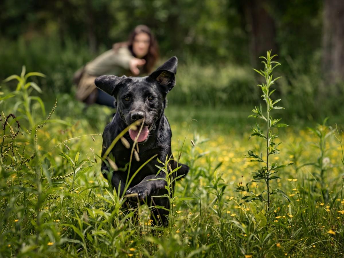 Basic Retriever Skills
