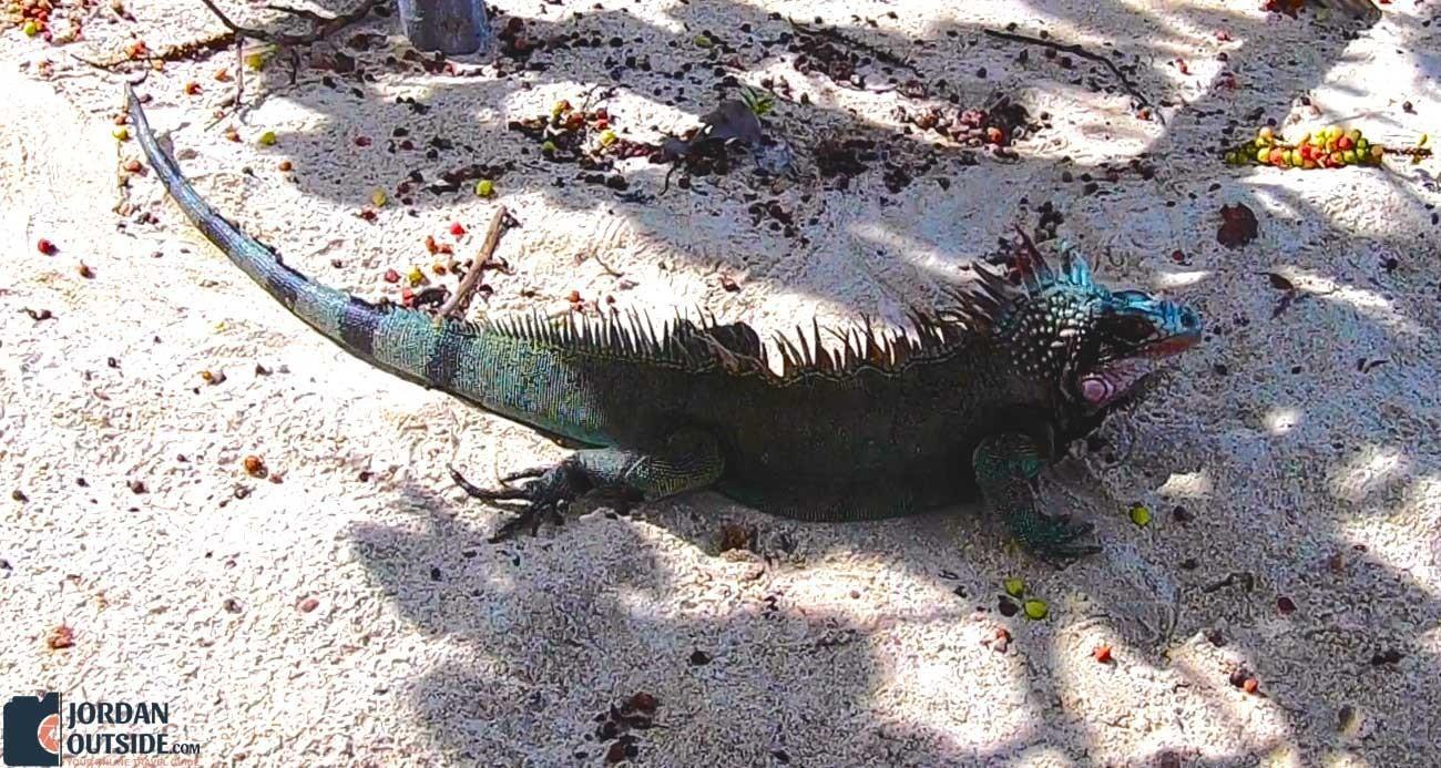 Iguana at Magen's Bay Beach