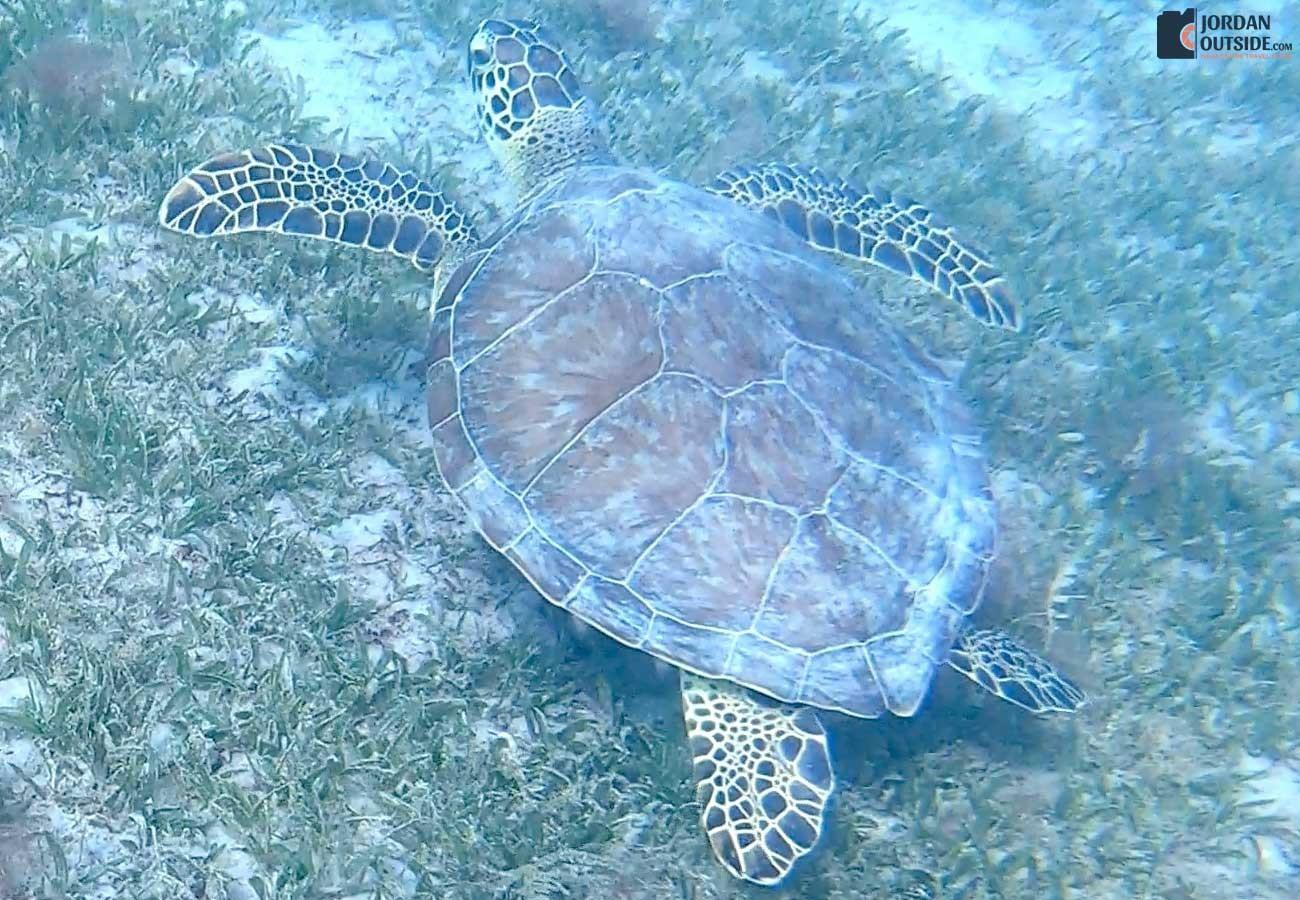 Turtle at Magen's Bay Beach