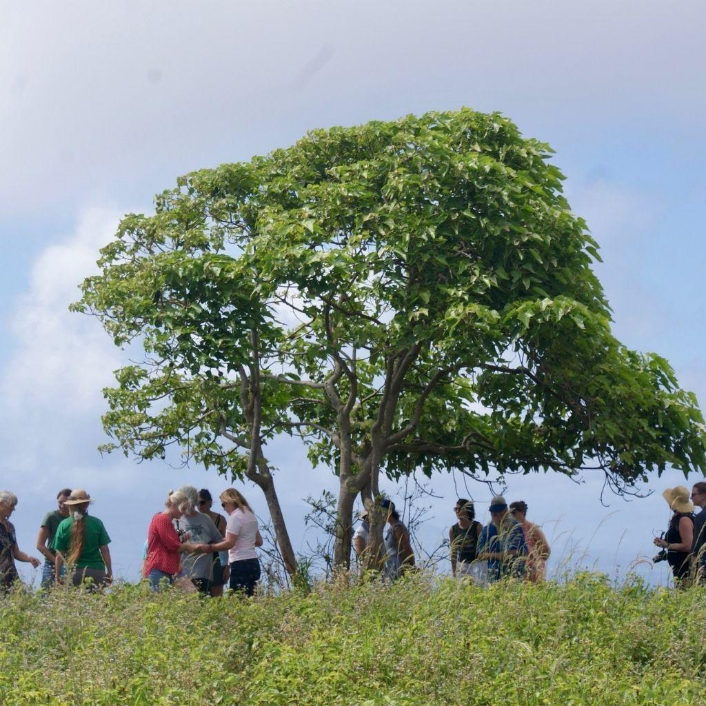 Kukui Nut Tree at Ulu Kukui ʻO Lanikaula