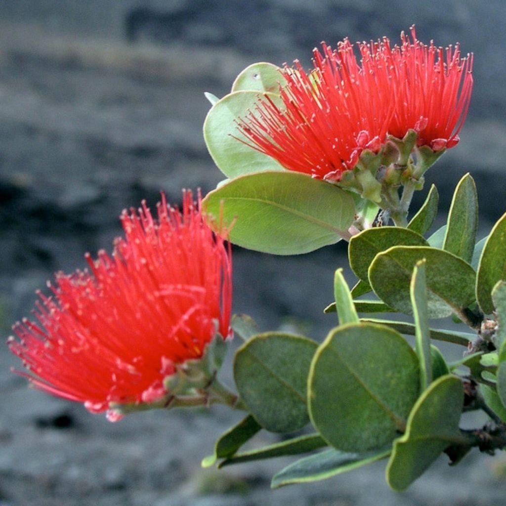 Lehua Blossom