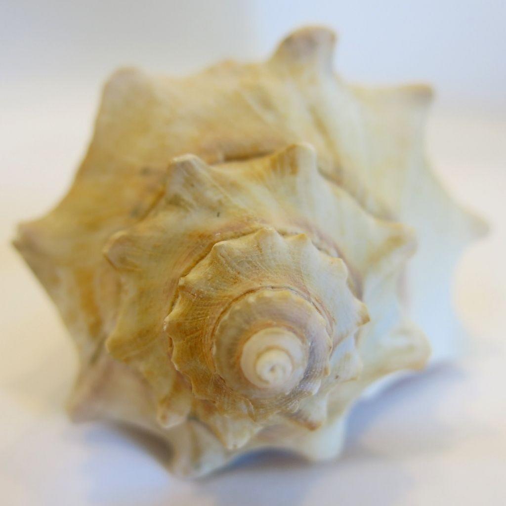 Conch Shell (Pū)