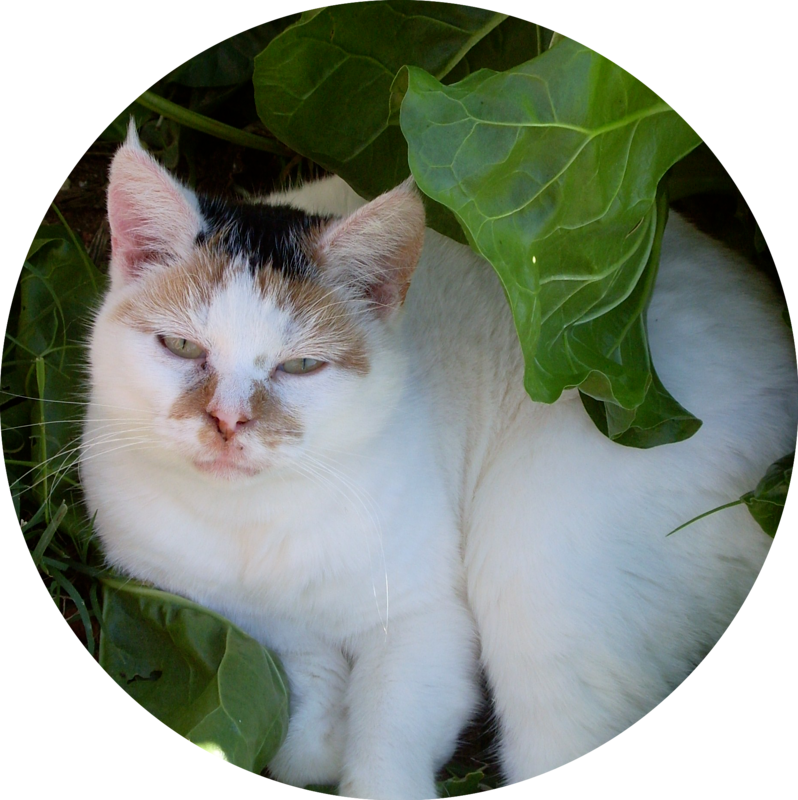 Placeholder Image