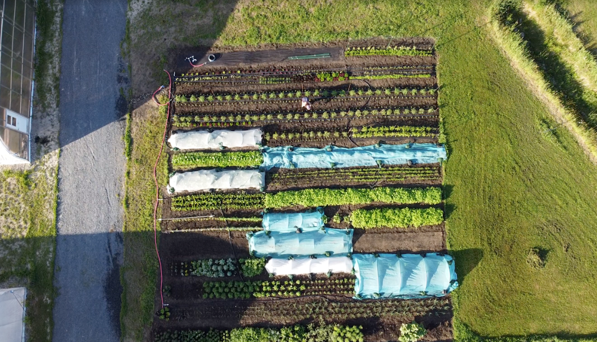 Le potager