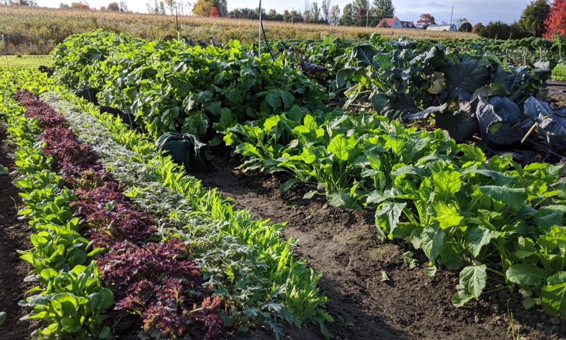 Potager productif, optimisation de l'espace