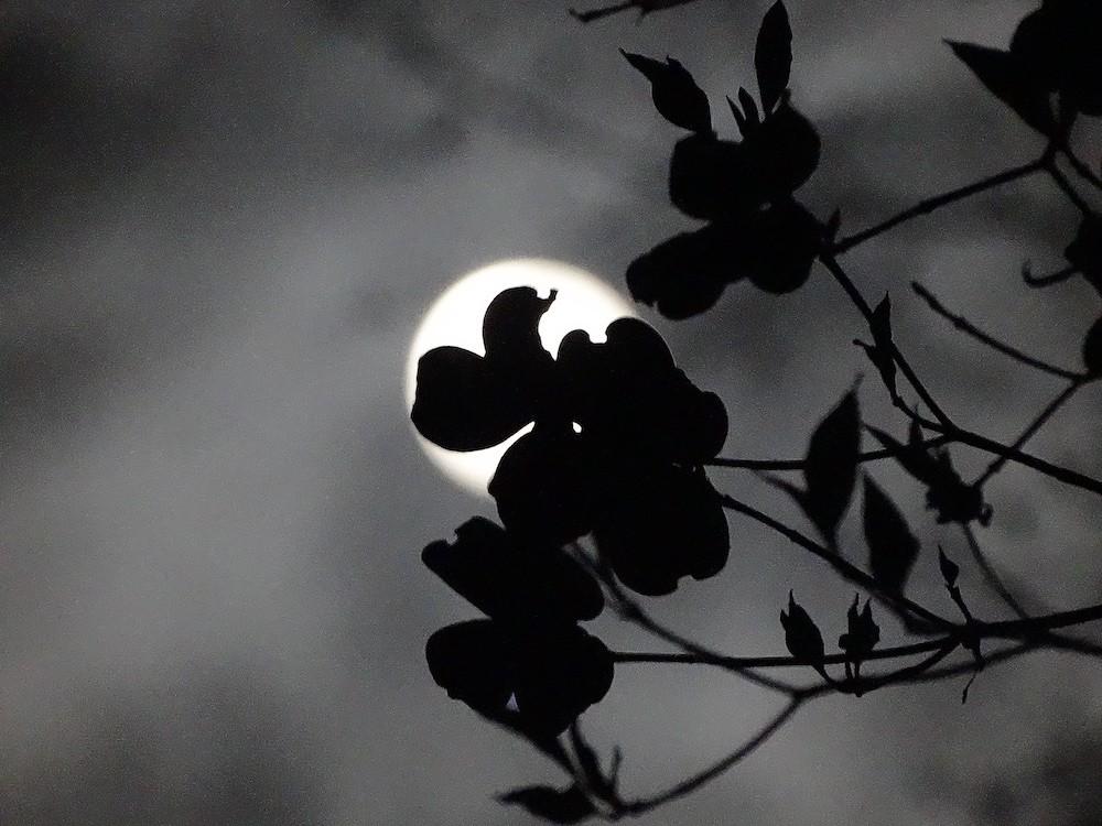 full moon with a dogwood blossom, reflecting natural cycles of the seasons and full moon to dark moon in the Wise Woman Tradition